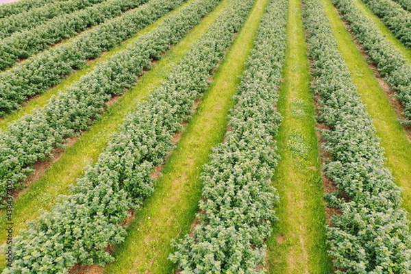 Obraz Luftbild mit Drohne, Johannisbeer- Plantage