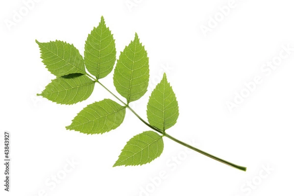 Obraz Esche - Fraxinus excelsior