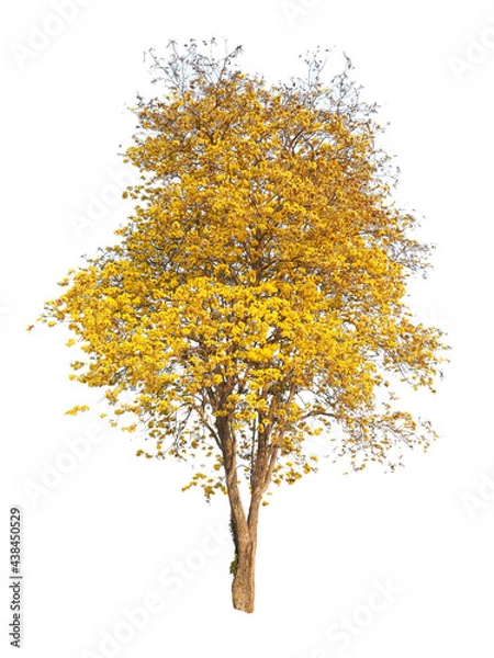 Obraz Tree isolated on white background,This has clipping path.
