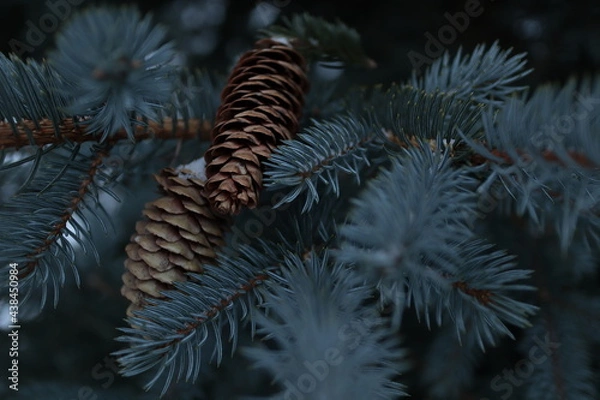 Obraz tree branches with cones