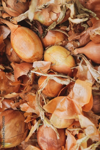 Obraz onion close up view