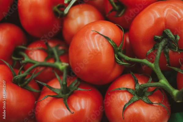 Obraz tomatoes on the vine