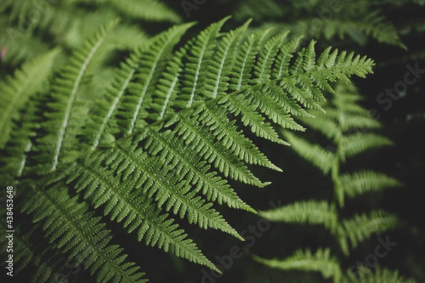 Obraz fern leaf in the forest