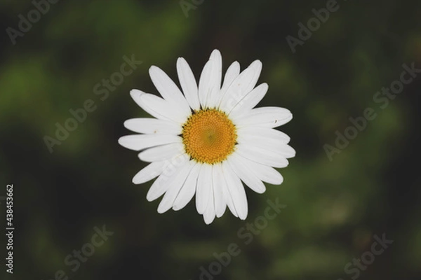 Obraz daisy flower close up