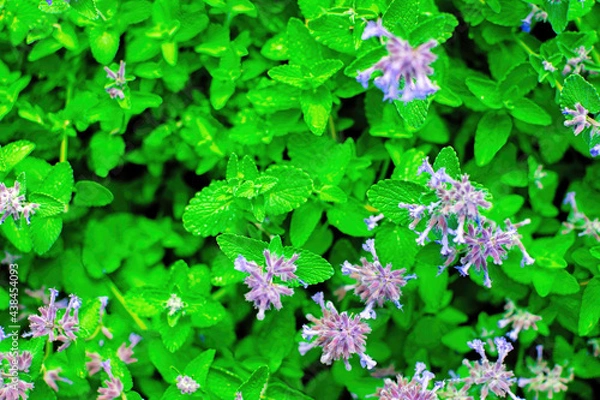 Obraz Close up of blooming the medicinal and aromatic plant lemon balm, melissa officinalis.