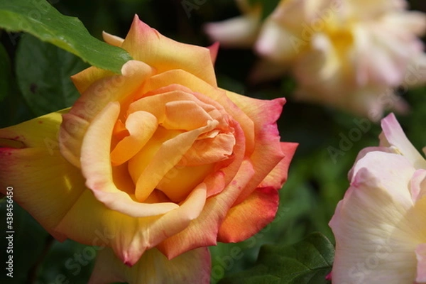 Obraz orange rose