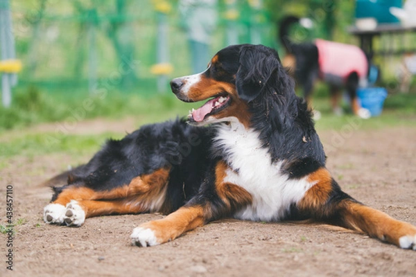 Obraz バーニーズマウンテンドッグ