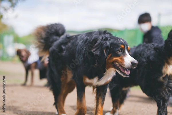 Obraz バーニーズマウンテンドッグ