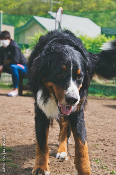 Obraz バーニーズマウンテンドッグ