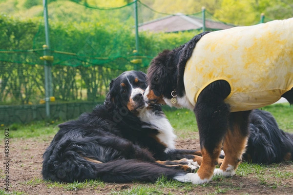 Obraz バーニーズマウンテンドッグ