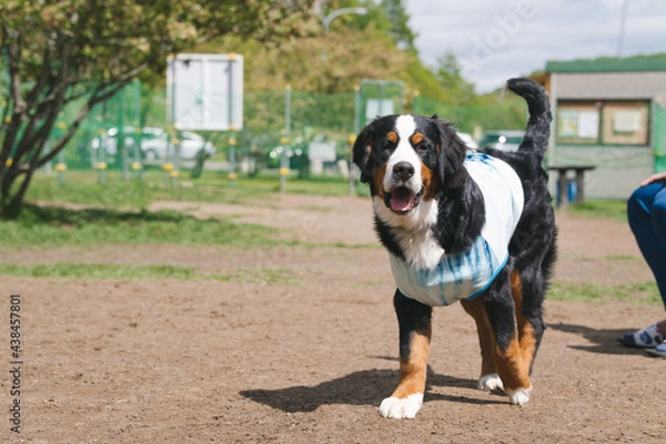 Obraz バーニーズマウンテンドッグ