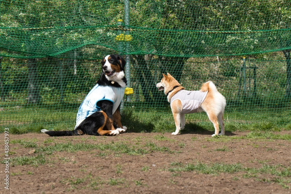 Obraz バーニーズマウンテンドッグ