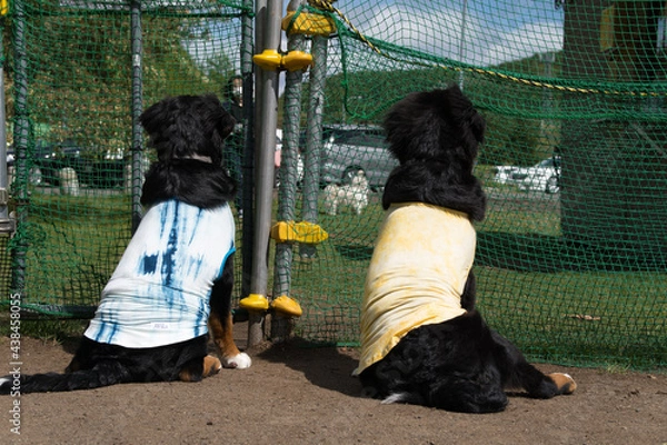 Obraz バーニーズマウンテンドッグ