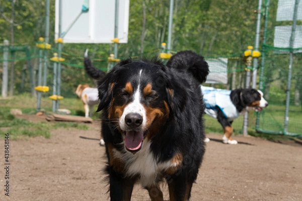 Obraz バーニーズマウンテンドッグ