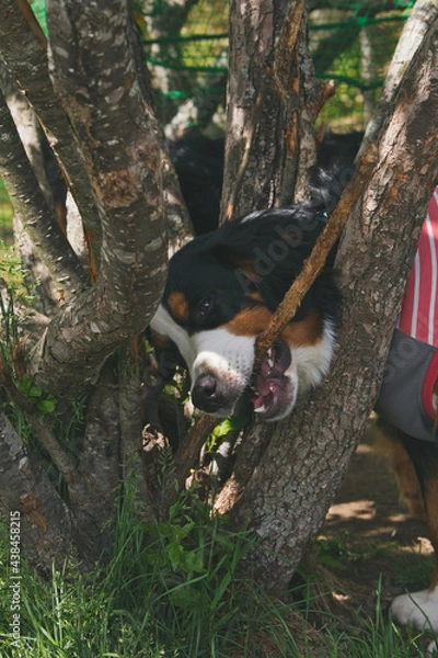 Obraz バーニーズマウンテンドッグ