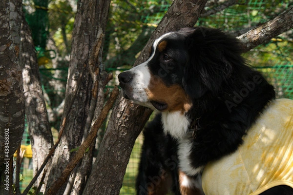 Obraz バーニーズマウンテンドッグ