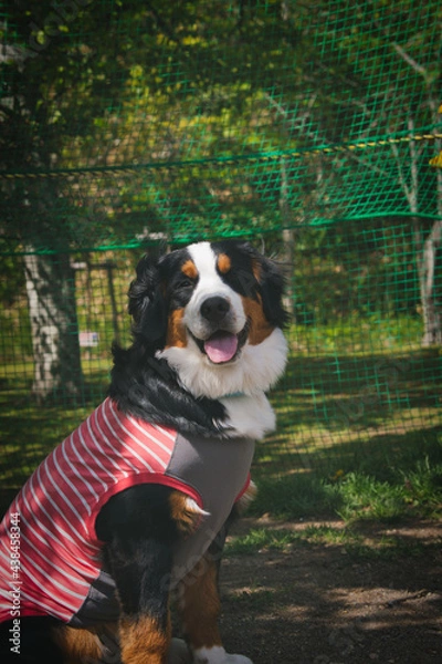 Obraz バーニーズマウンテンドッグ