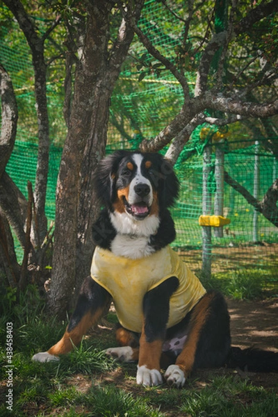 Obraz バーニーズマウンテンドッグ