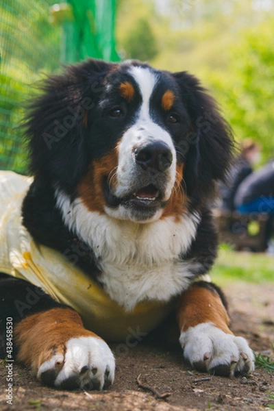 Obraz バーニーズマウンテンドッグ