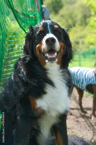 Obraz バーニーズマウンテンドッグ