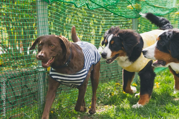 Obraz バーニーズマウンテンドッグ