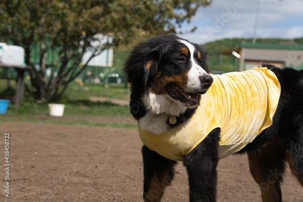 Obraz バーニーズマウンテンドッグ