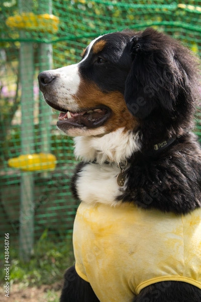 Obraz バーニーズマウンテンドッグ