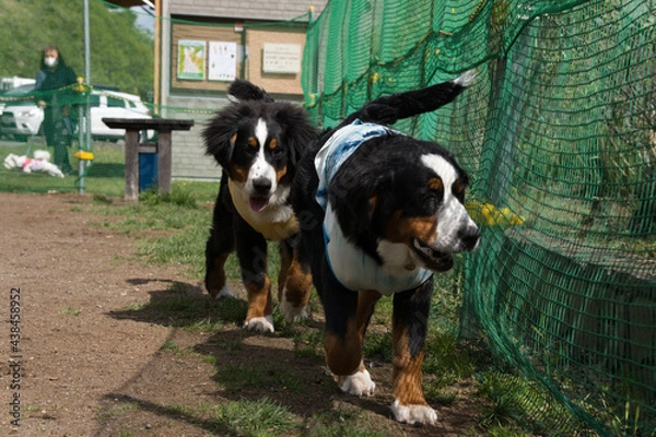 Obraz バーニーズマウンテンドッグ
