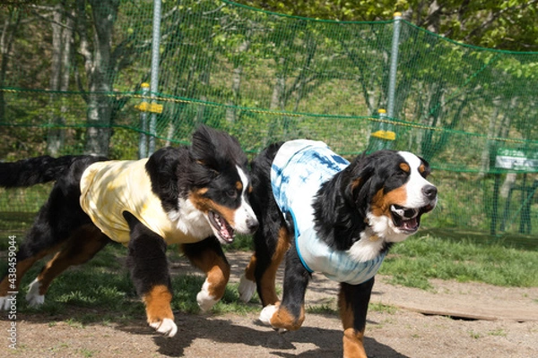 Obraz バーニーズマウンテンドッグ