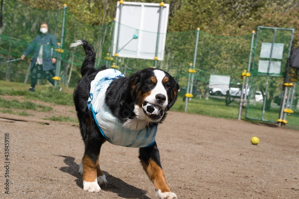 Obraz バーニーズマウンテンドッグ