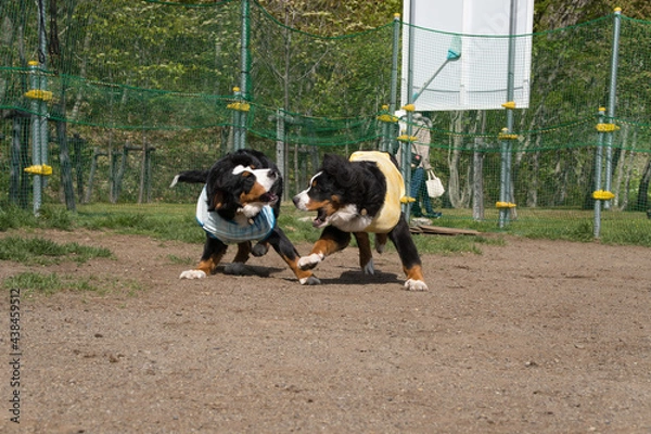 Obraz バーニーズマウンテンドッグ