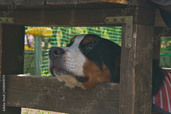 Obraz バーニーズマウンテンドッグ