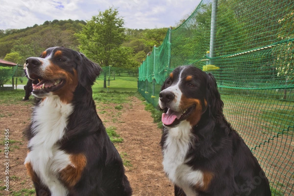 Obraz バーニーズマウンテンドッグ