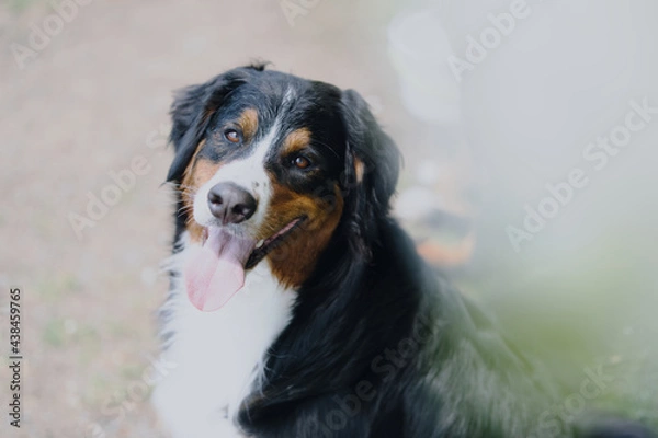 Obraz バーニーズマウンテンドッグ