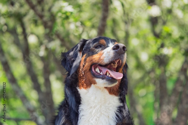 Obraz バーニーズマウンテンドッグ