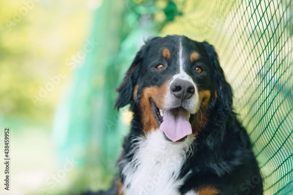 Obraz バーニーズマウンテンドッグ