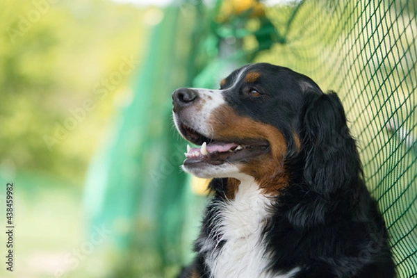 Obraz バーニーズマウンテンドッグ