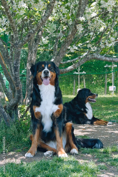 Obraz バーニーズマウンテンドッグ