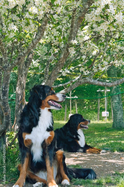 Obraz バーニーズマウンテンドッグ