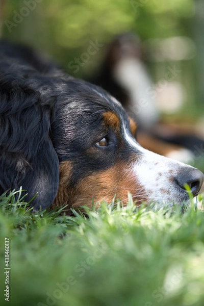 Obraz バーニーズマウンテンドッグ