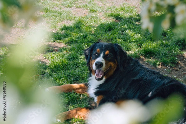 Obraz バーニーズマウンテンドッグ