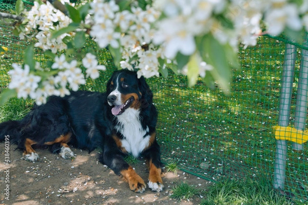 Obraz バーニーズマウンテンドッグ