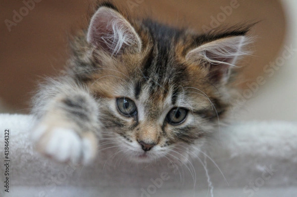 Obraz Main Coone Kätzchen