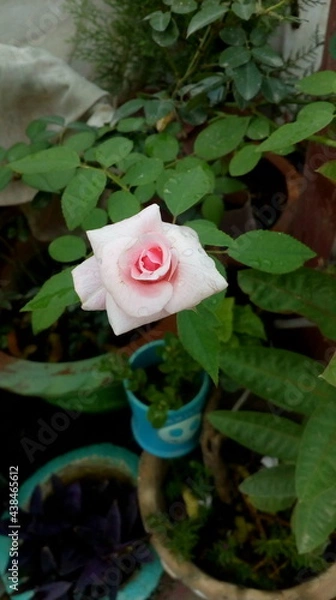 Obraz pink lotus flower