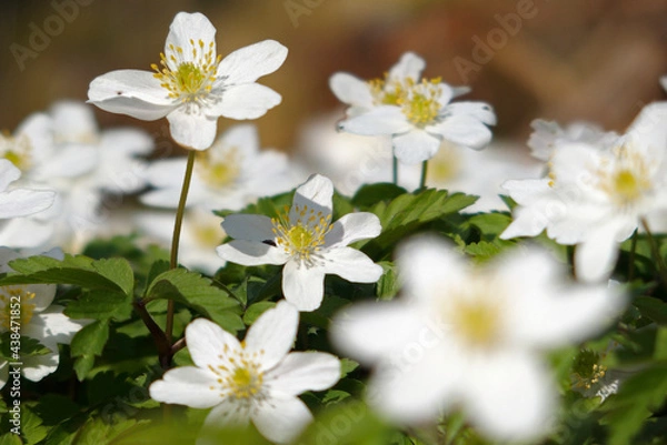 Obraz Buschwindröschen
