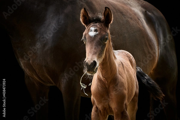 Fototapeta Close-up of a brown horse foal standing with mare and isolated on black background.