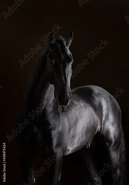 Obraz black horse