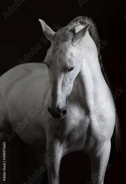 Obraz white horse portrait