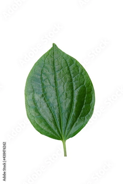 Obraz Green  leaf  on  white  background  with  copy  space.