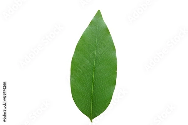 Obraz Green  leaf  on  white  background  with  copy  space.